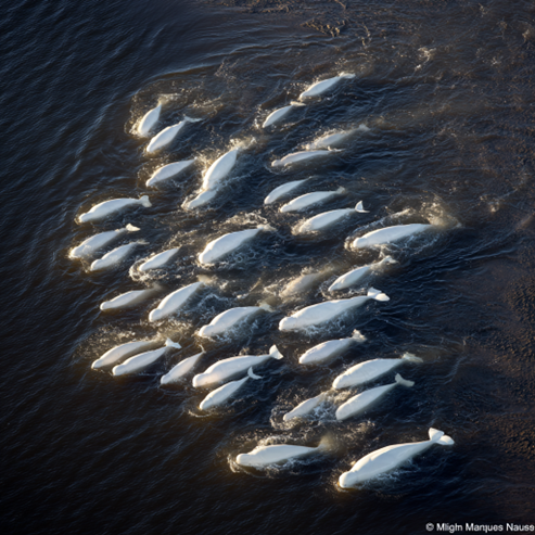 A pod of belugas moves together through Arctic waters—highly social animals whose complex vocalizations earned them the nickname 