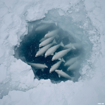 Belugas navigate treacherous ice conditions—a habitat now rapidly changing due to climate change, with unpredictable ice patterns increasing the risk of deadly entrapments.