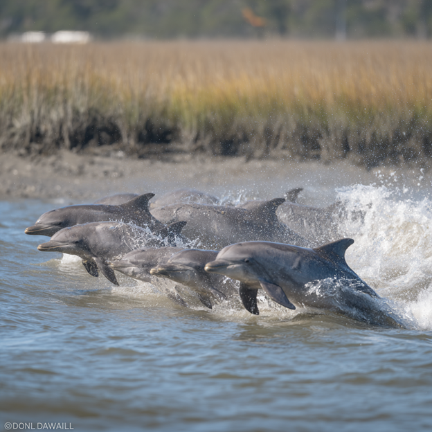 Bottlenose dolphins live in complex social groups called pods, maintaining long-term relationships