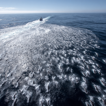 Common dolphins bow-riding—an expression of pure joy, a refusal to hide, a willingness to engage with the very vessels that represent their greatest threat.