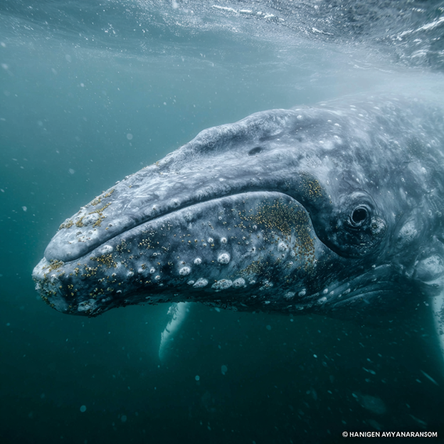 A gray whale breaches along its coastal migration route—the longest migration of any mammal on Earth. Its mottled gray skin, covered in barnacles and whale lice, and distinctive lack of a dorsal fin make it instantly recognizable to coastal observers.