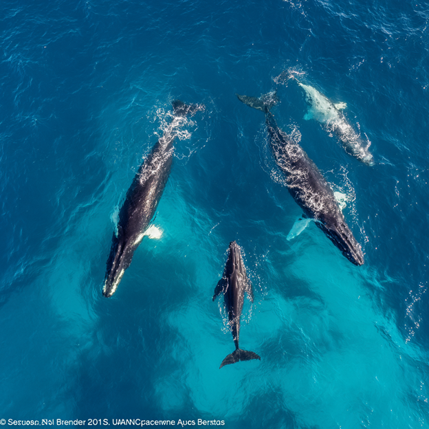 Omura's Whales off Madagascar—the species that science named before seeing alive
