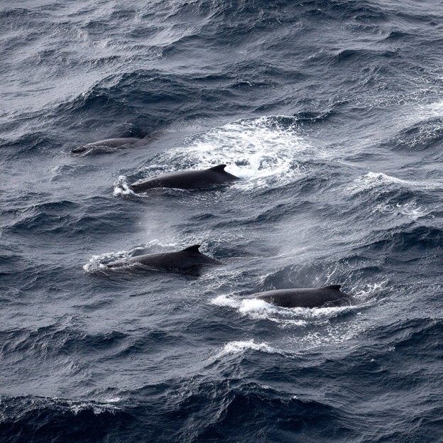 Pod of Pygmy Right Whales—the last survivors of an ancient family
