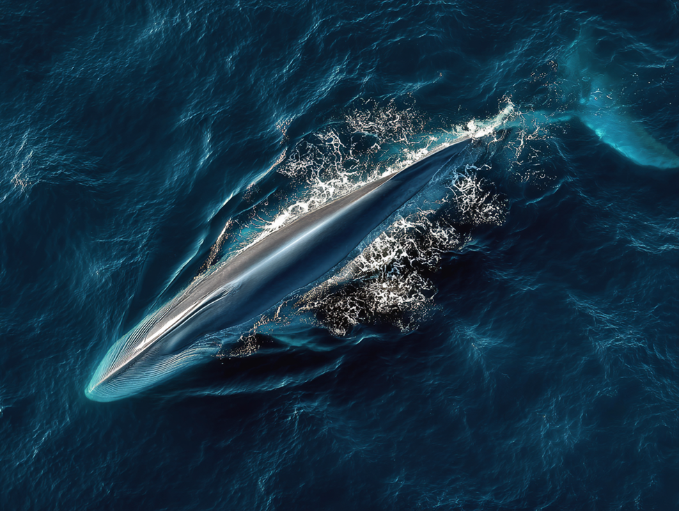 Sleek and swift—the elusive Sei Whale