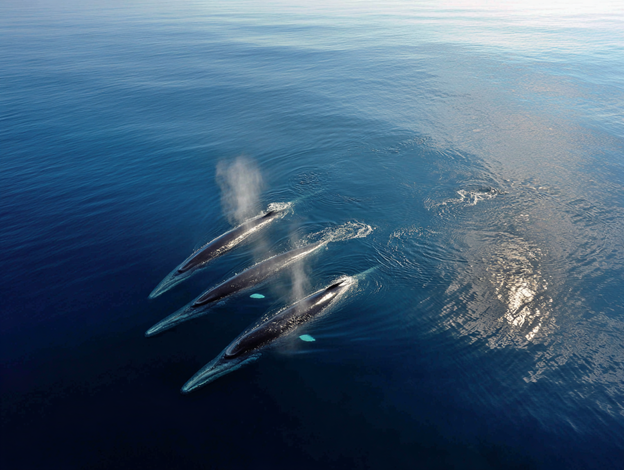 Multiple Sei Whales—unpredictable and elusive